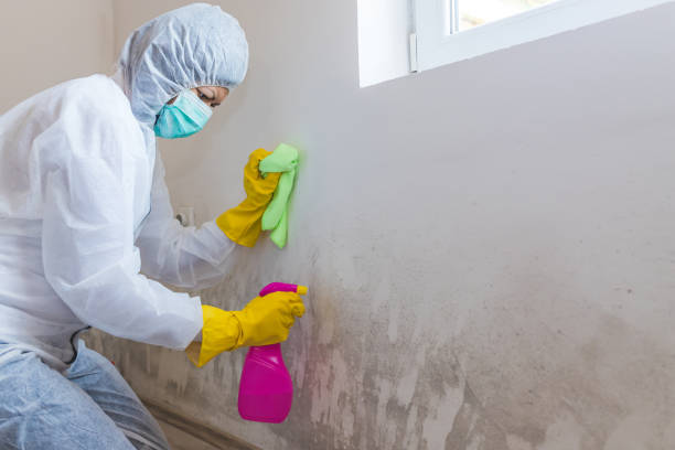 Best Mold Damage Restoration  in Buffalo, OK